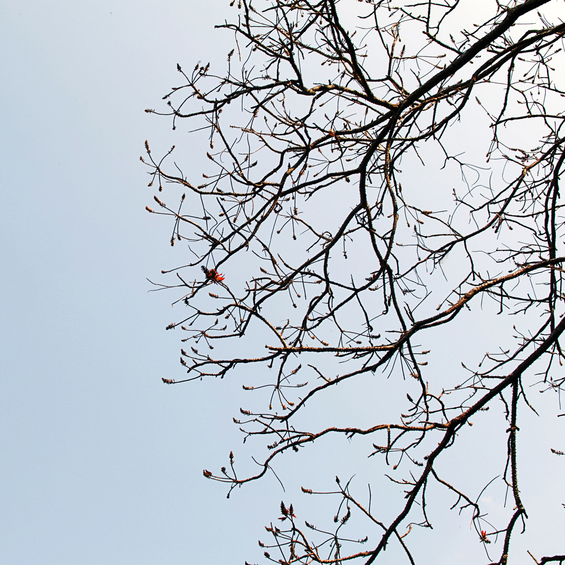 Sigma sd Quattro sample photo. Red photography