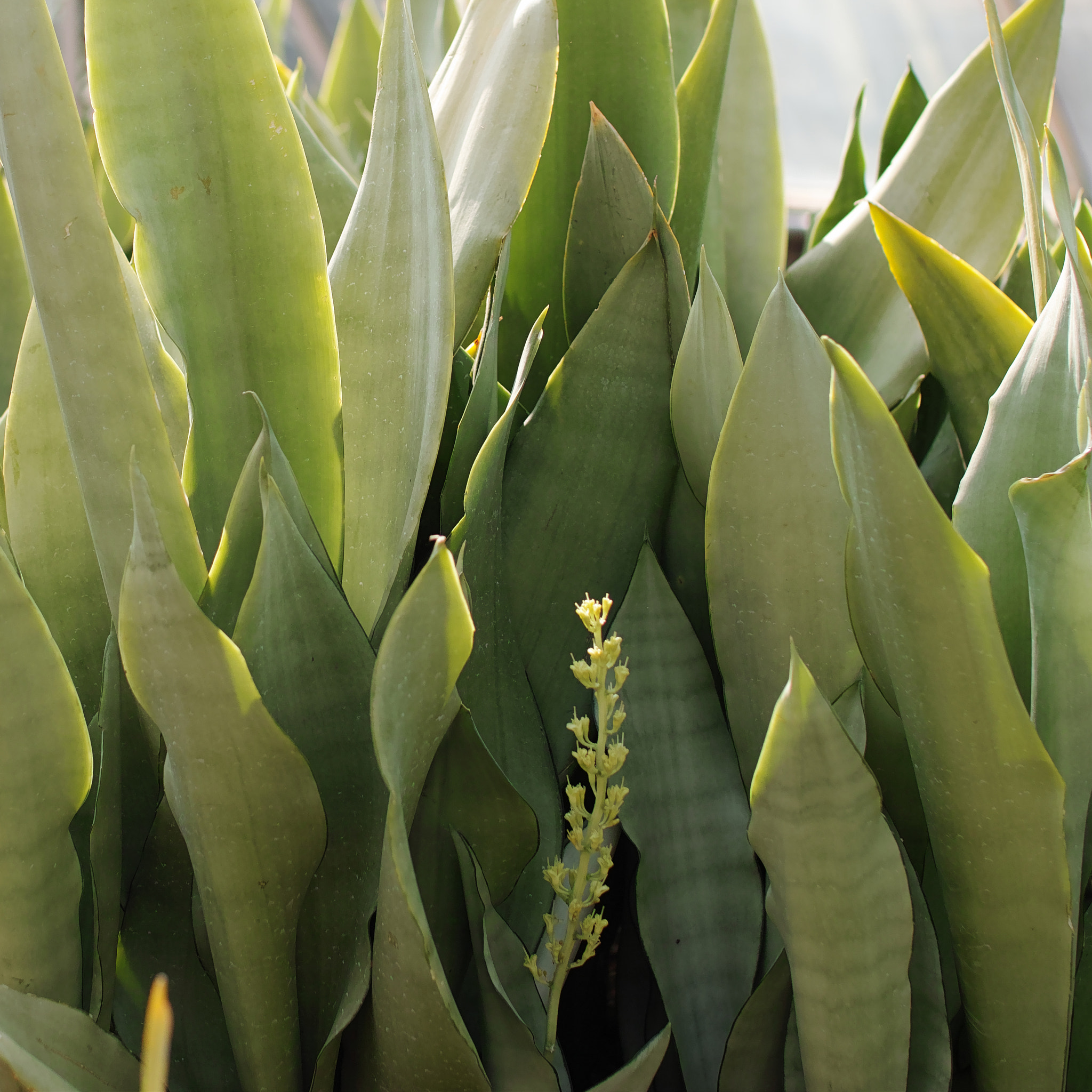 Sigma sd Quattro sample photo. Green photography