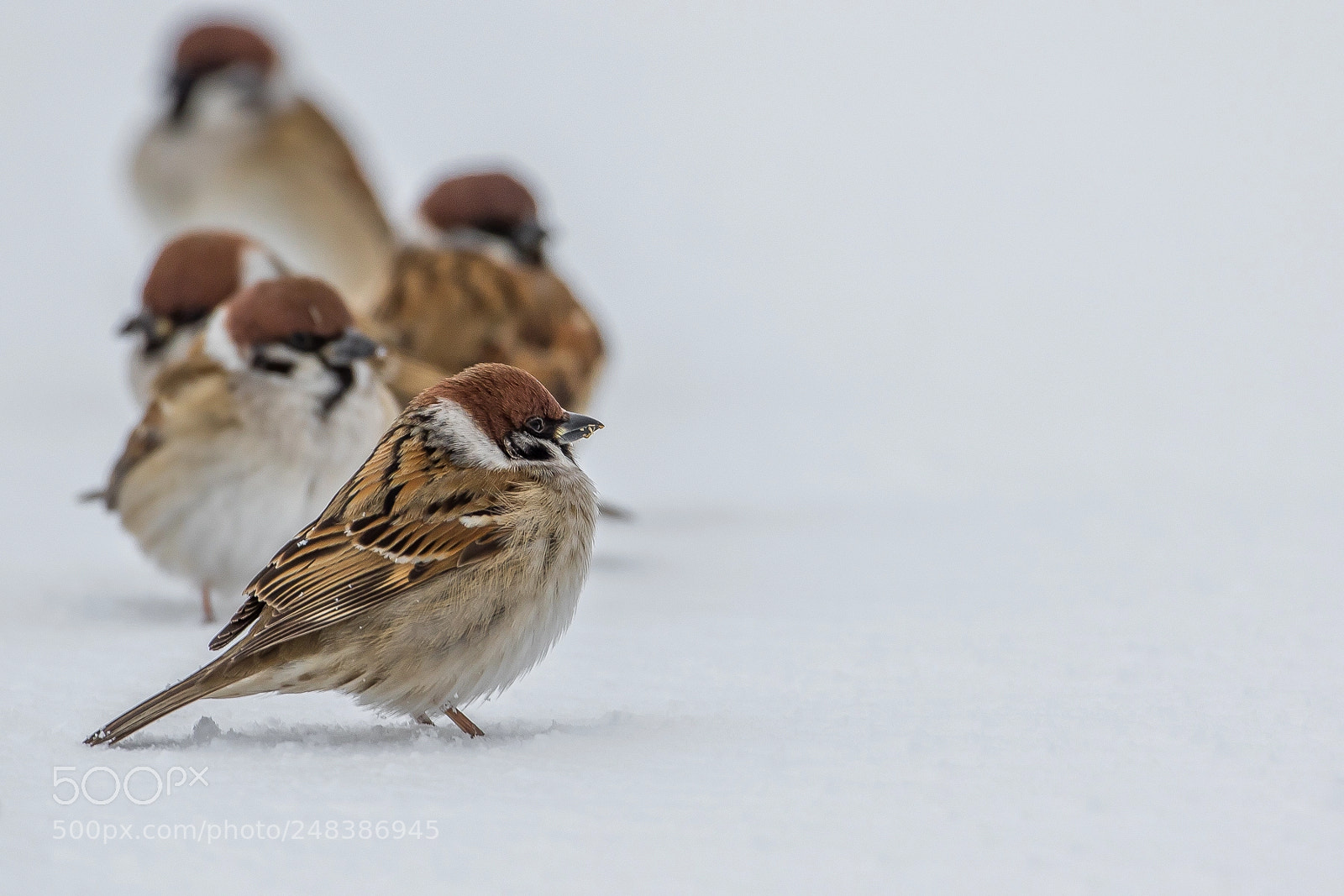 Canon EOS 7D Mark II sample photo. Snow(tree sparrow) photography