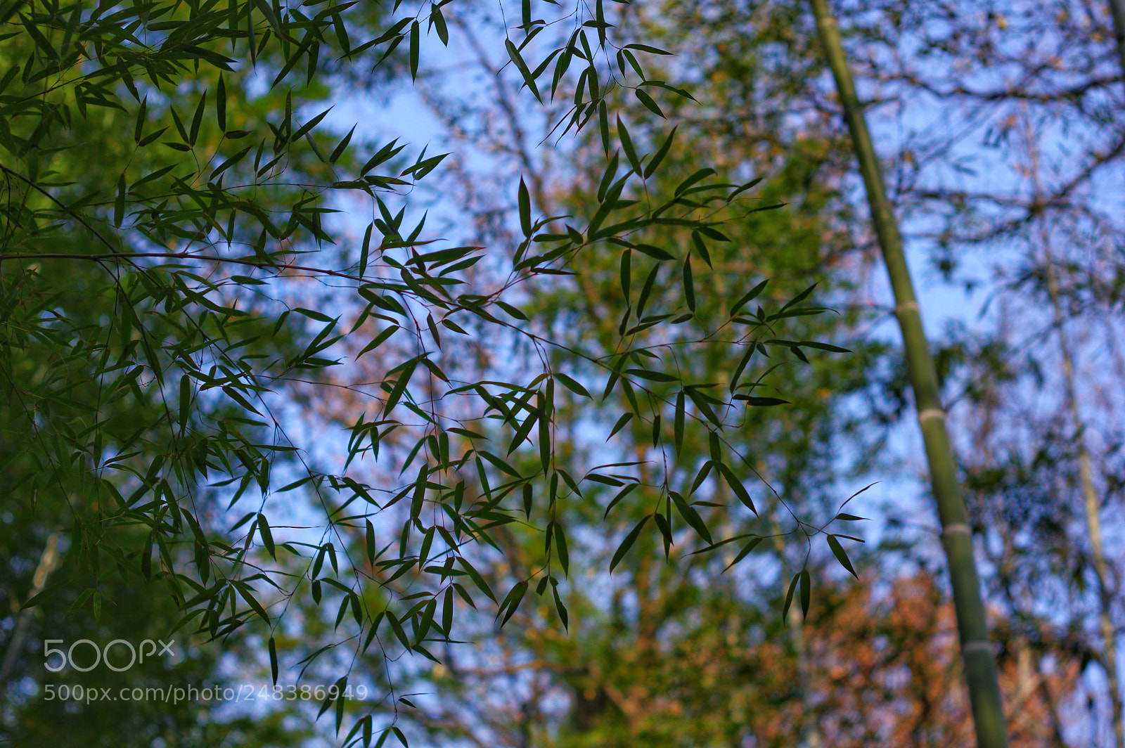 Pentax K-3 II sample photo. Untitled photography