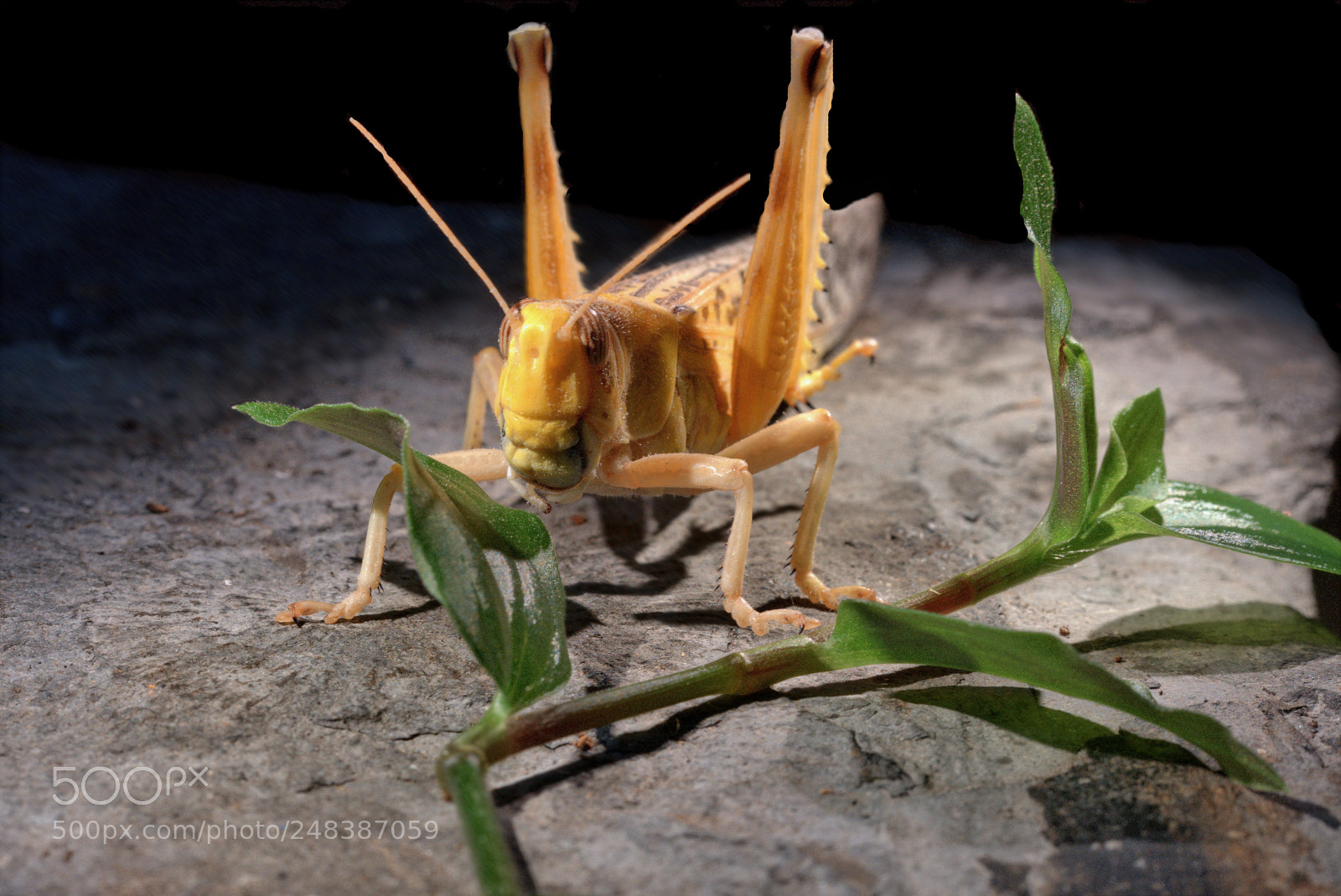 Sony a6300 sample photo. Desrt locust and dark photography