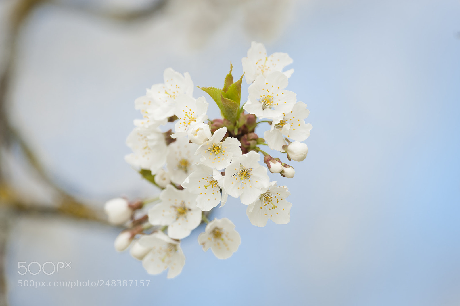 Nikon D3 sample photo. Spring blossoms photography