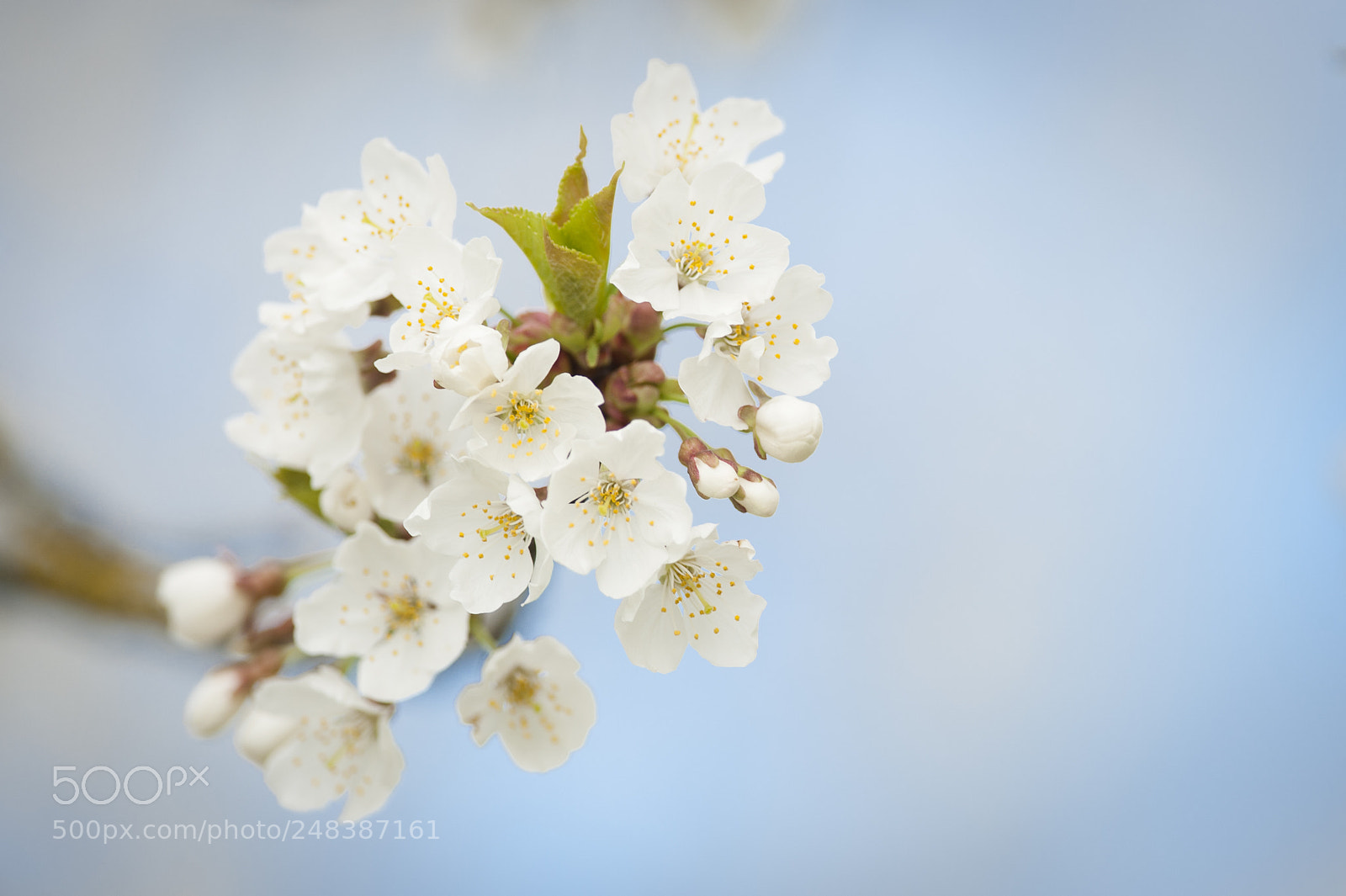 Nikon D3 sample photo. Spring blossoms photography