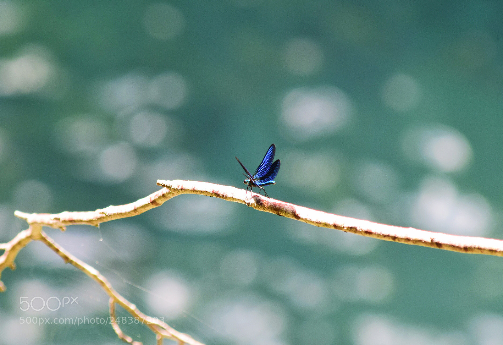 Nikon D5300 sample photo. Libélula . photography