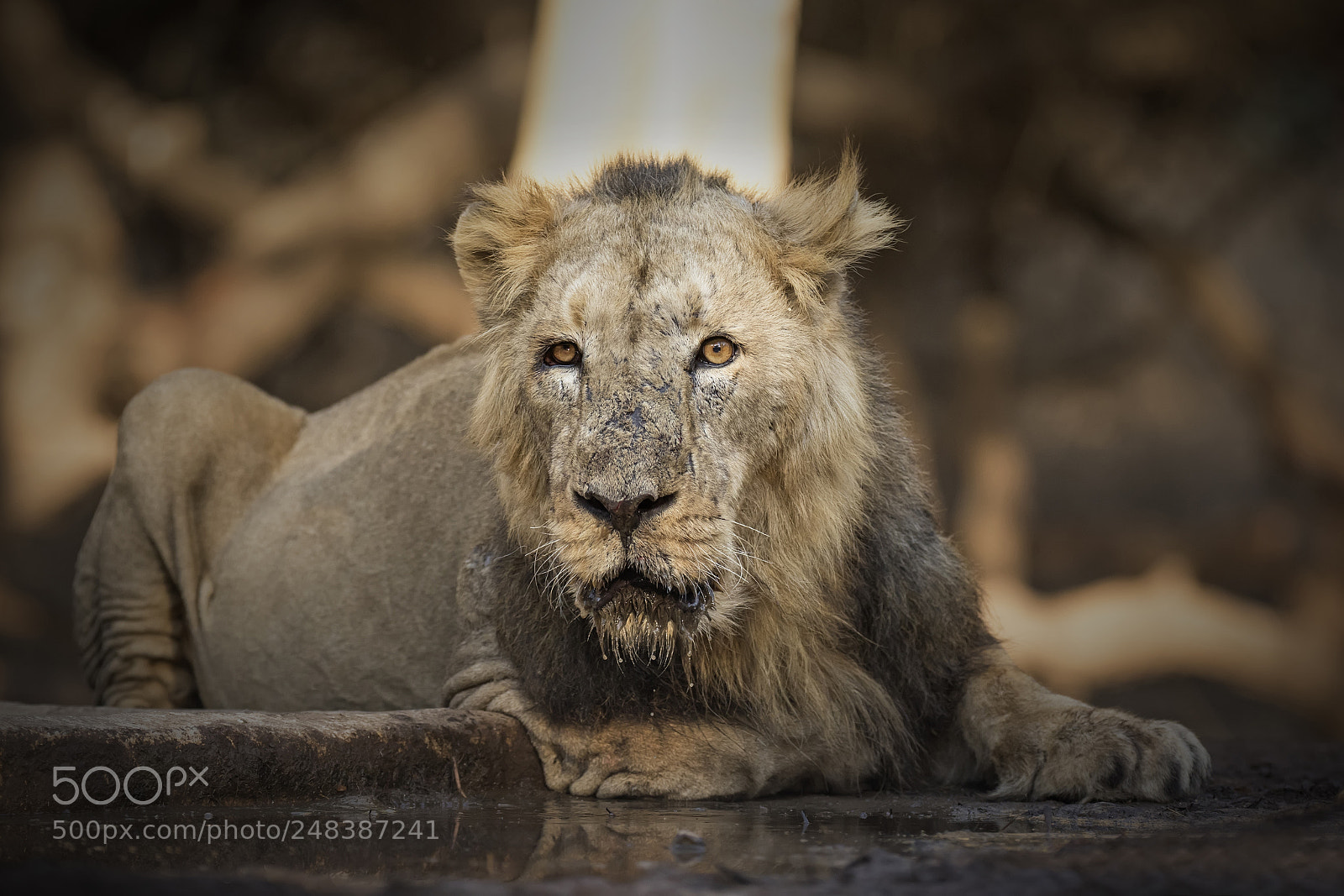 Canon EOS 7D Mark II sample photo. Asiatic lion photography