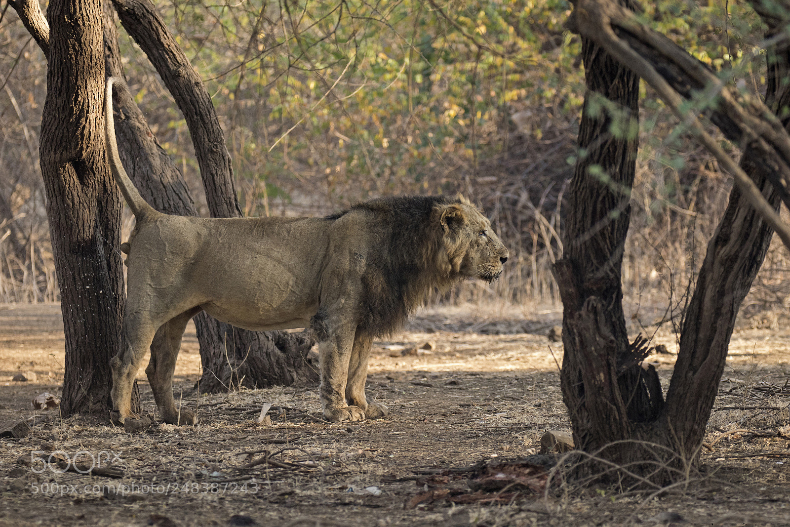 Canon EOS 7D Mark II sample photo. Asiatic lion photography