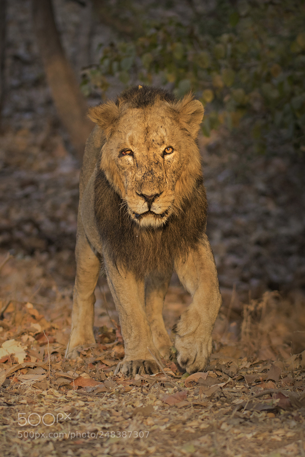 Canon EOS 7D Mark II sample photo. Asiatic lion photography