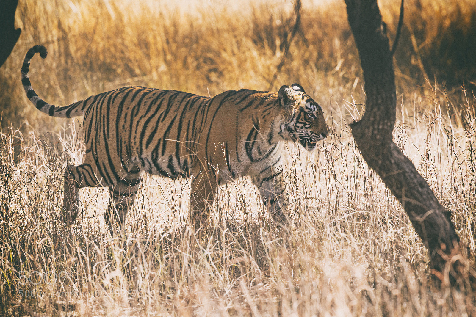 Canon EOS-1D X Mark II sample photo. Indian tiger photography