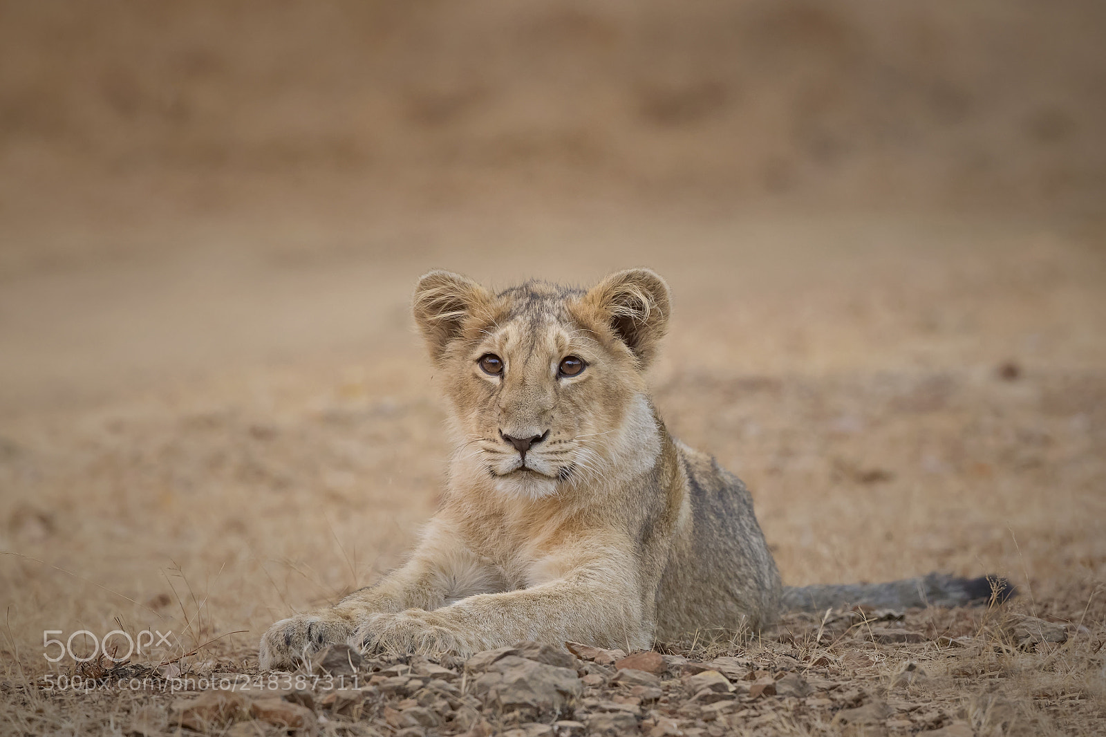 Canon EOS-1D X Mark II sample photo. Asiatic lion photography