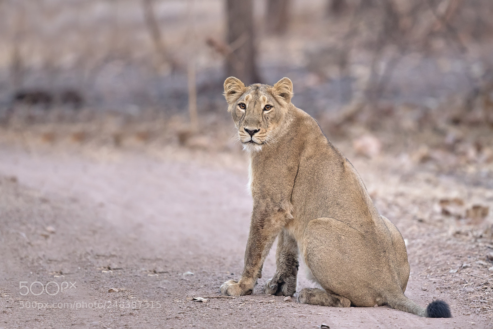 Canon EOS-1D X Mark II sample photo. Asiatic lion photography