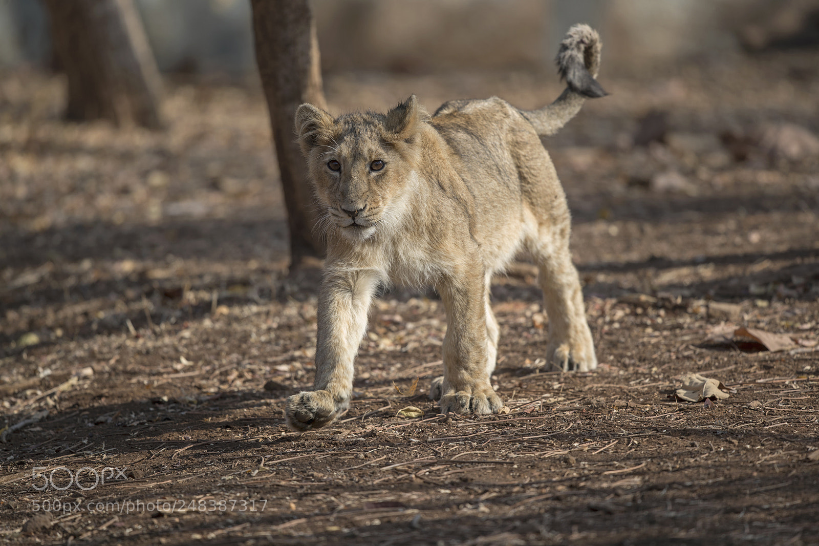 Canon EOS-1D X Mark II sample photo. Asiatic lion photography