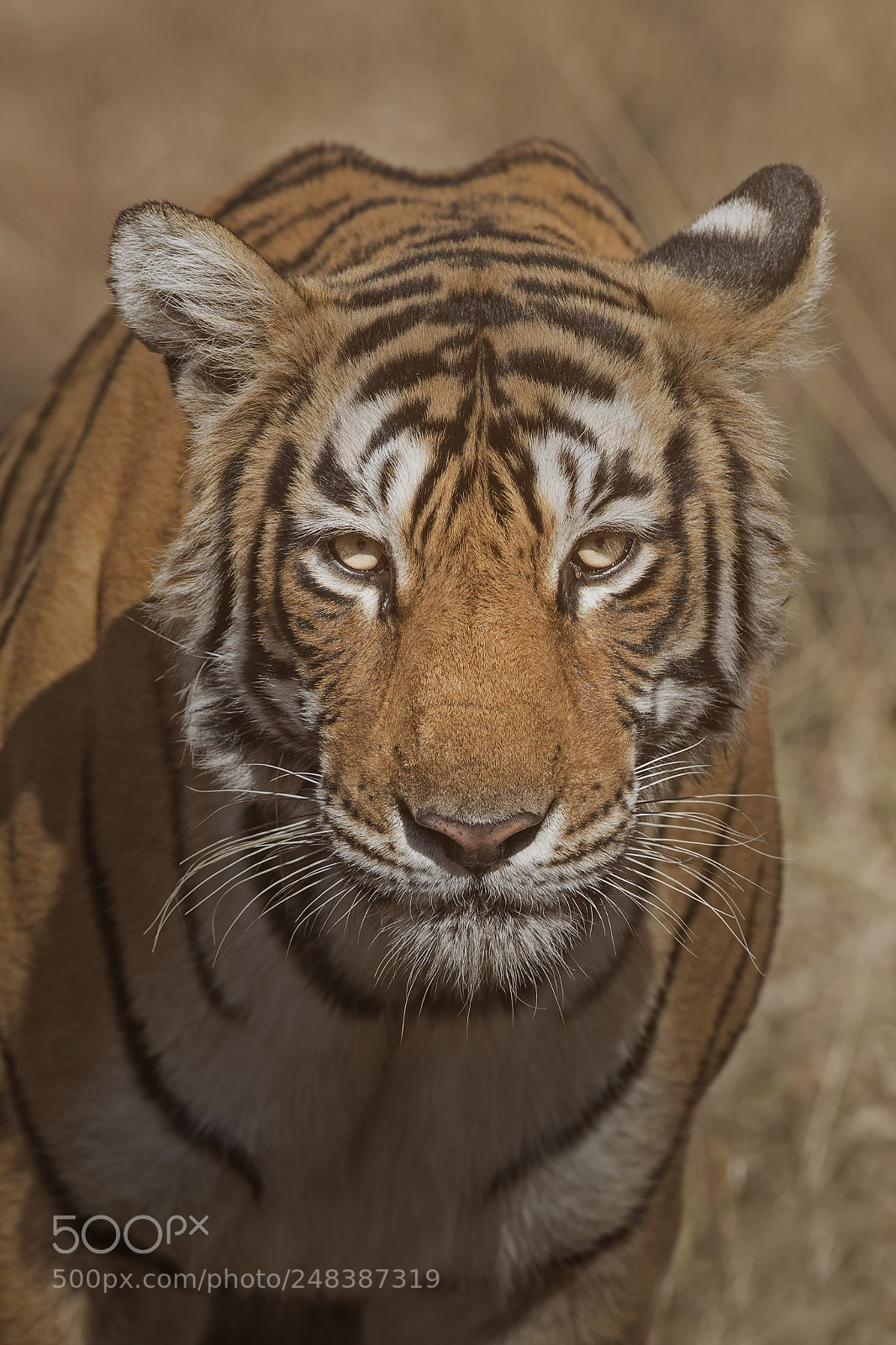 Canon EOS-1D X Mark II sample photo. Portrait of tiger photography