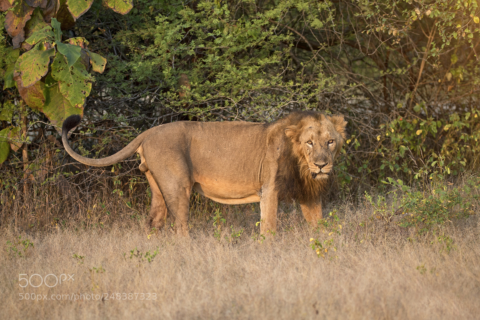 Canon EOS-1D X Mark II sample photo. Asiatic lion photography