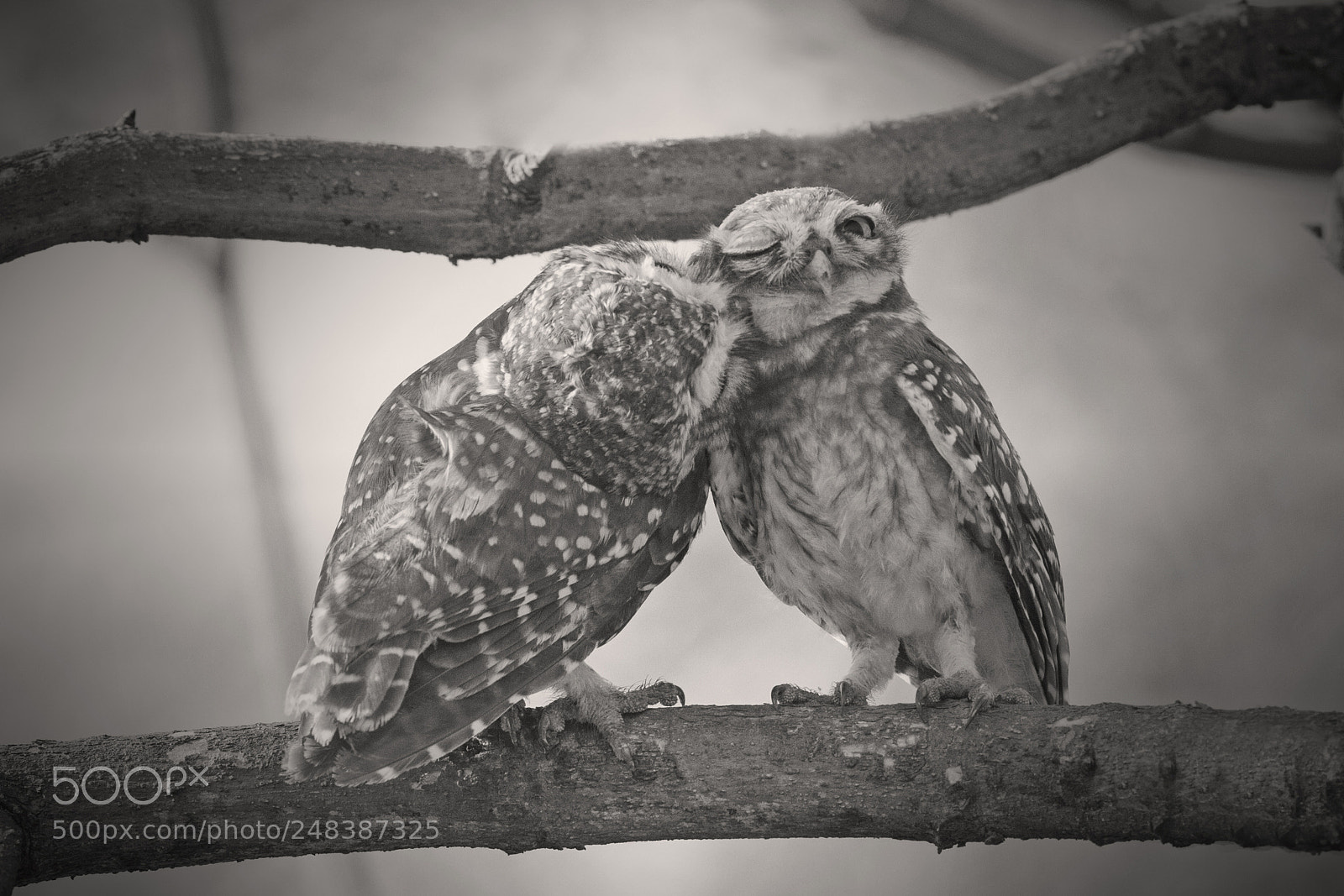 Canon EOS 7D sample photo. Spotted owlet photography