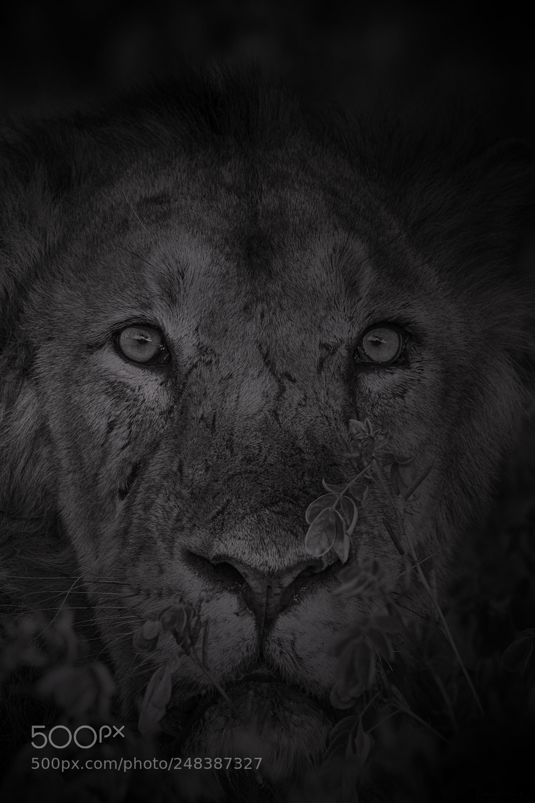 Canon EOS-1D X Mark II sample photo. Asiatic lion photography