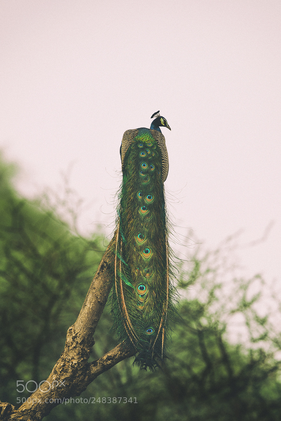 Canon EOS-1D X Mark II sample photo. Colourful peacock photography
