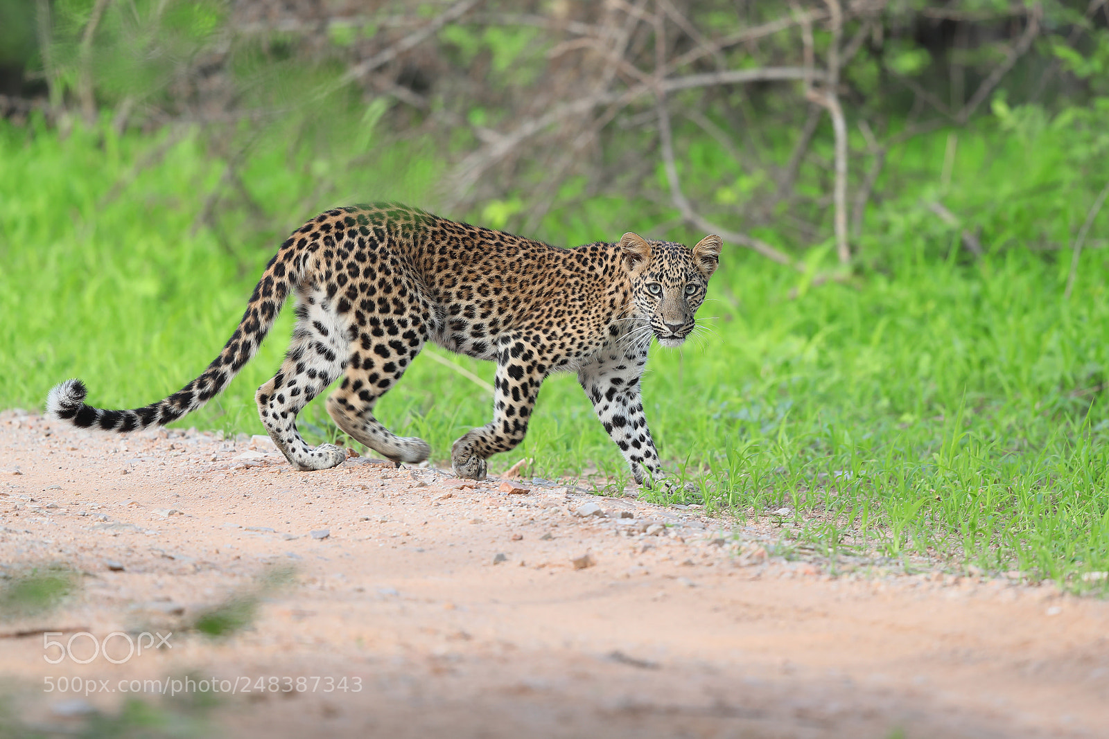 Canon EOS-1D X Mark II sample photo. Indian leopard photography
