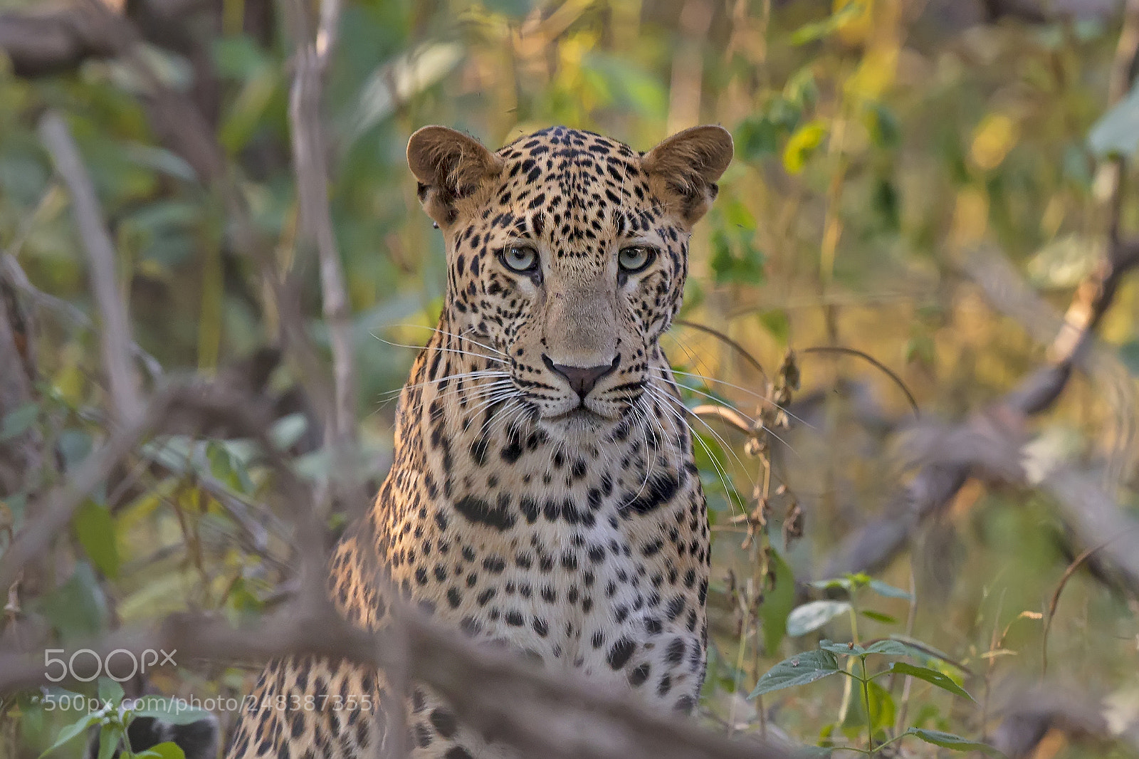 Canon EOS-1D X sample photo. Indian leopard photography