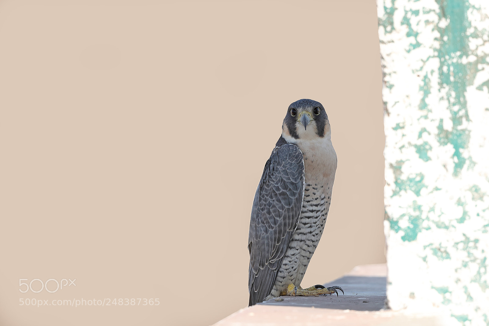 Canon EOS-1D X Mark II sample photo. The falcon photography