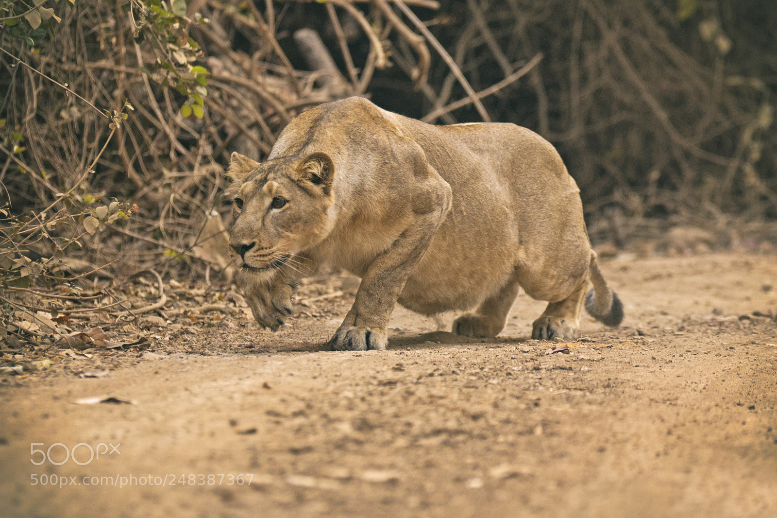 Canon EOS 7D Mark II sample photo. Asiatic lion photography