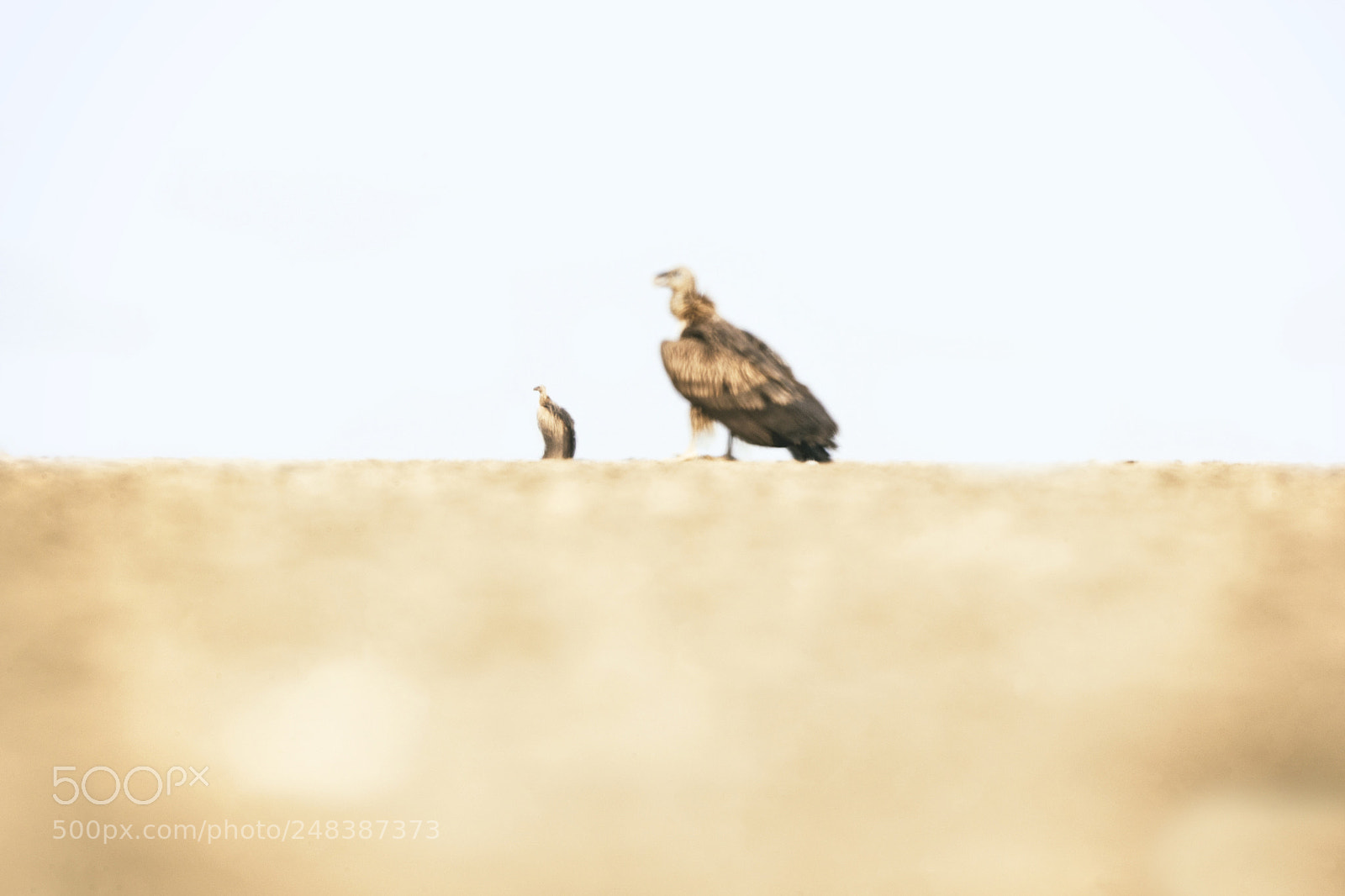 Canon EOS-1D X Mark II sample photo. Vultures photography