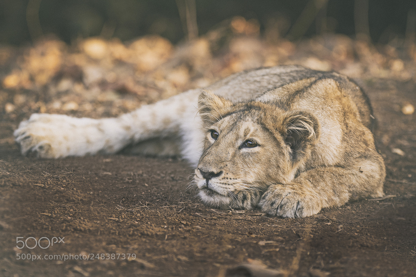 Canon EOS 7D Mark II sample photo. Asiatic lion photography