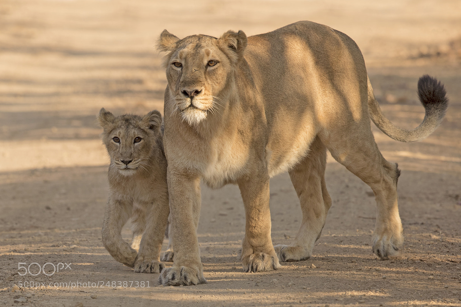 Canon EOS-1D X Mark II sample photo. Asiatic lion photography