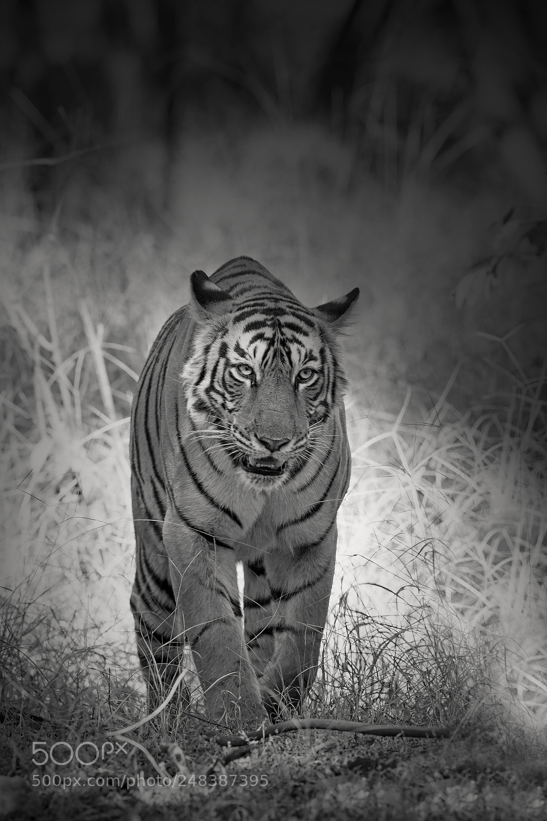 Canon EOS-1D X Mark II sample photo. Tiger of ranthambore photography