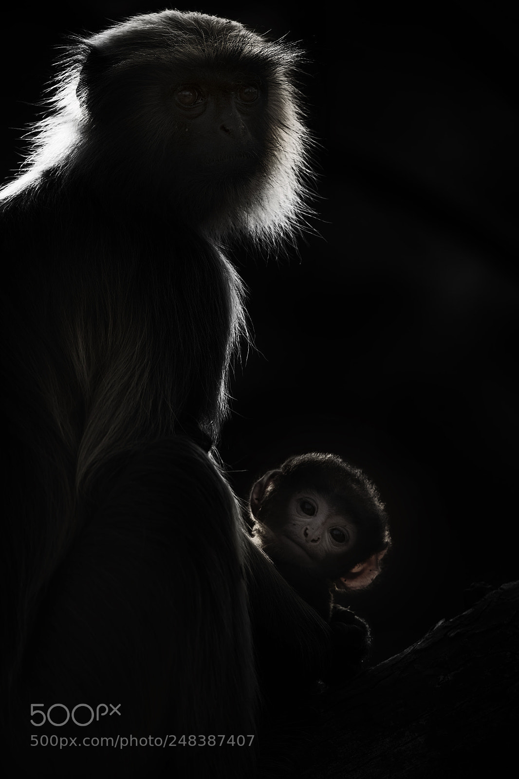 Canon EOS-1D X Mark II sample photo. Hanuman langur photography