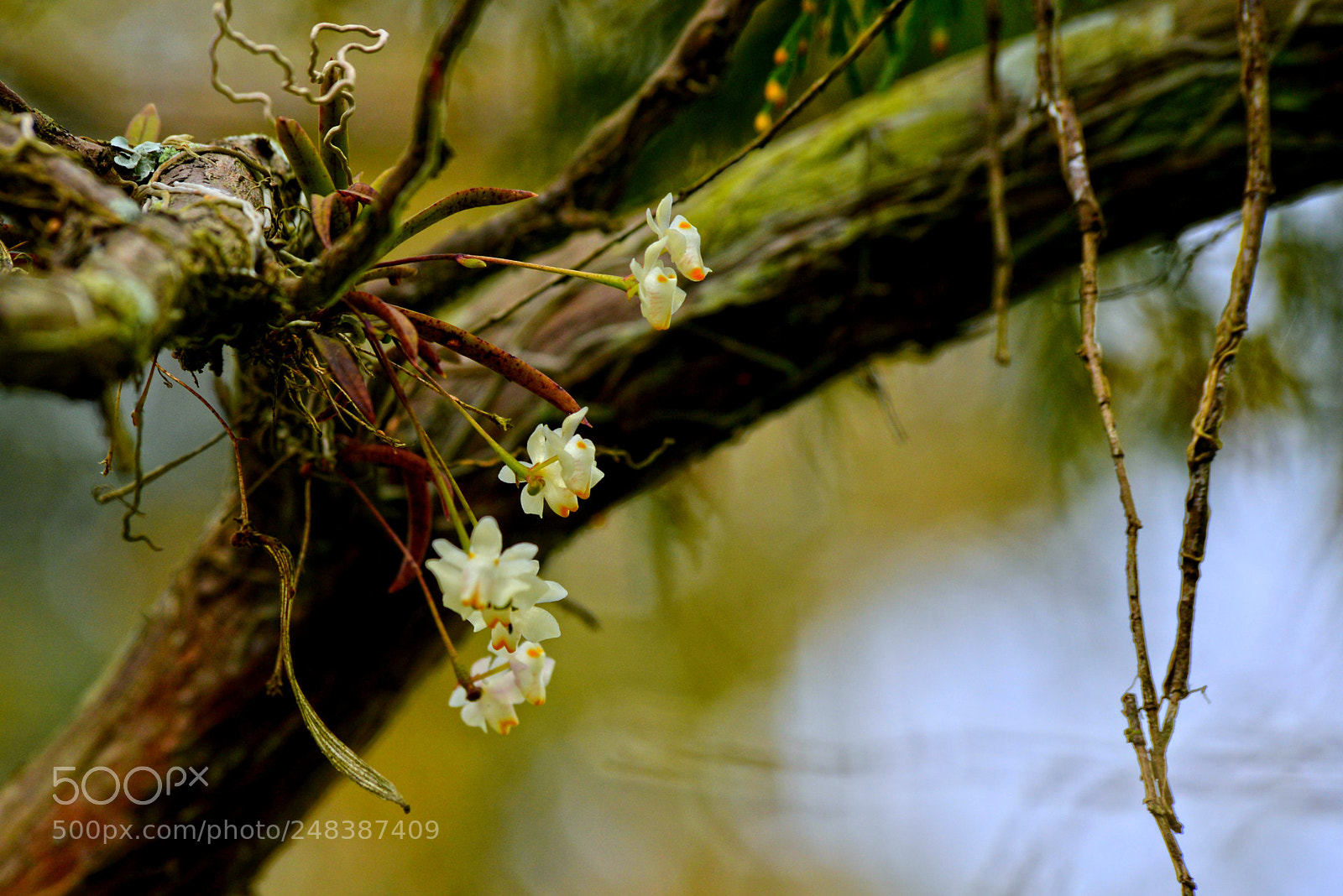 Nikon D610 sample photo. Mini orchid photography