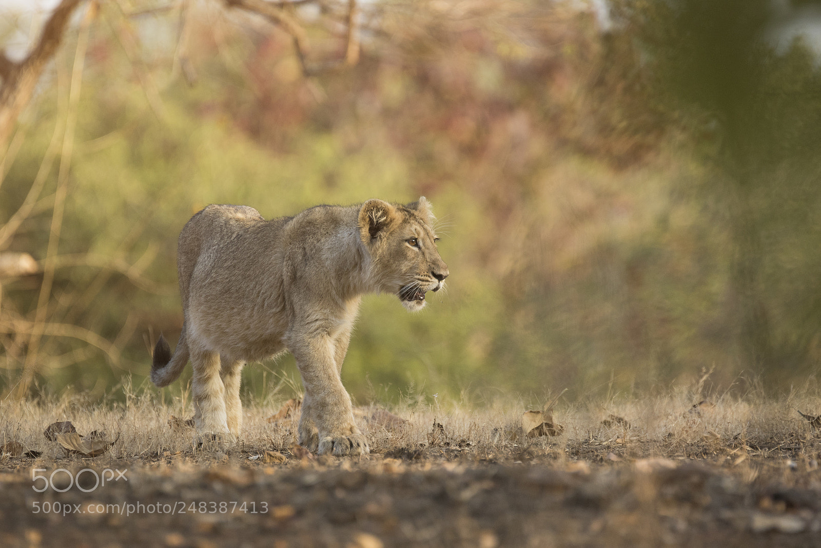 Canon EOS 7D Mark II sample photo. Asiatic lion photography