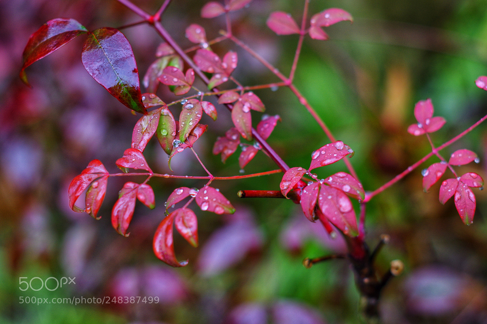 Pentax K-3 II sample photo. Untitled photography