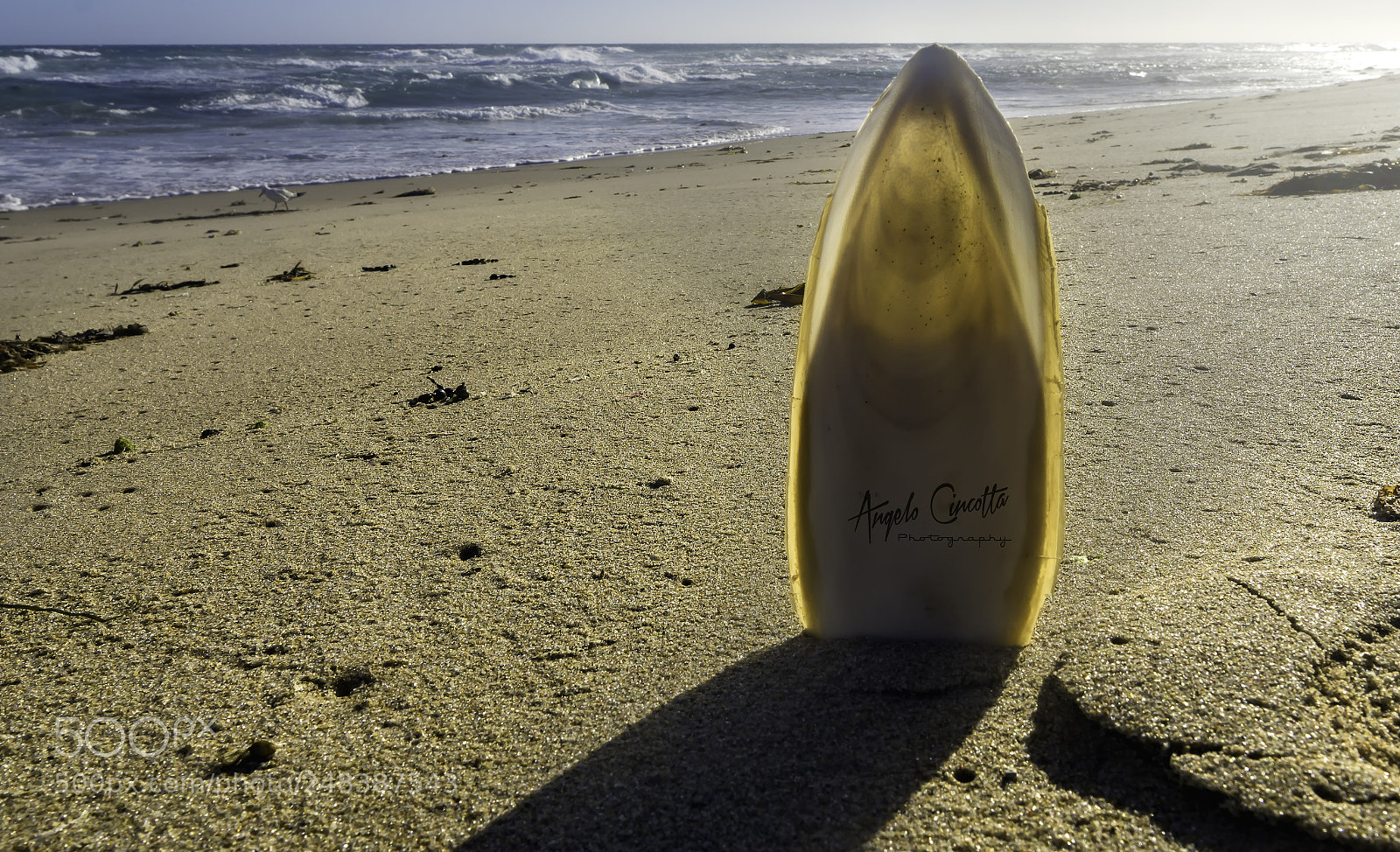 Sony a6000 sample photo. Sea shell photography