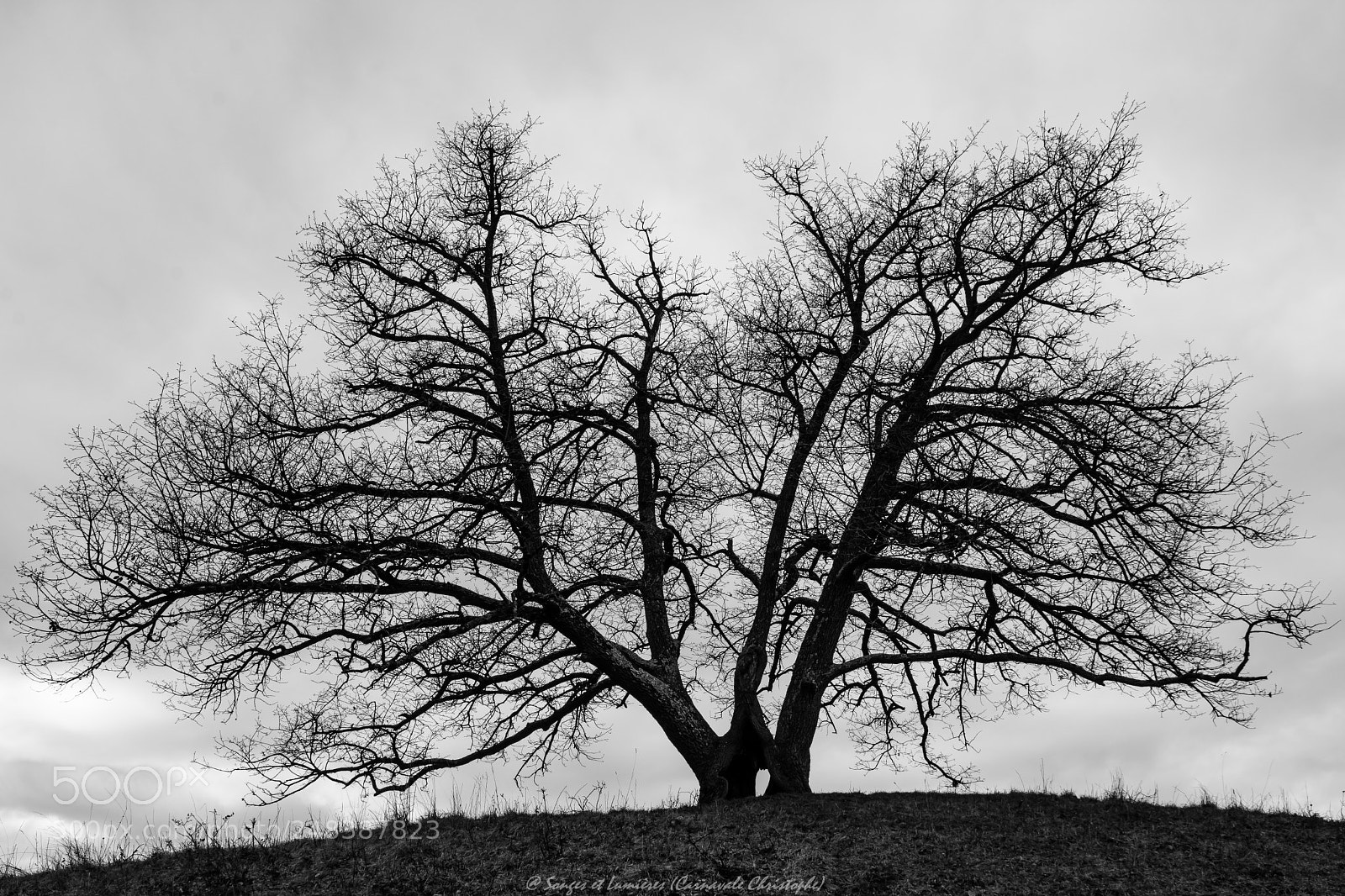 Nikon D7100 sample photo. Arbre isolé photography