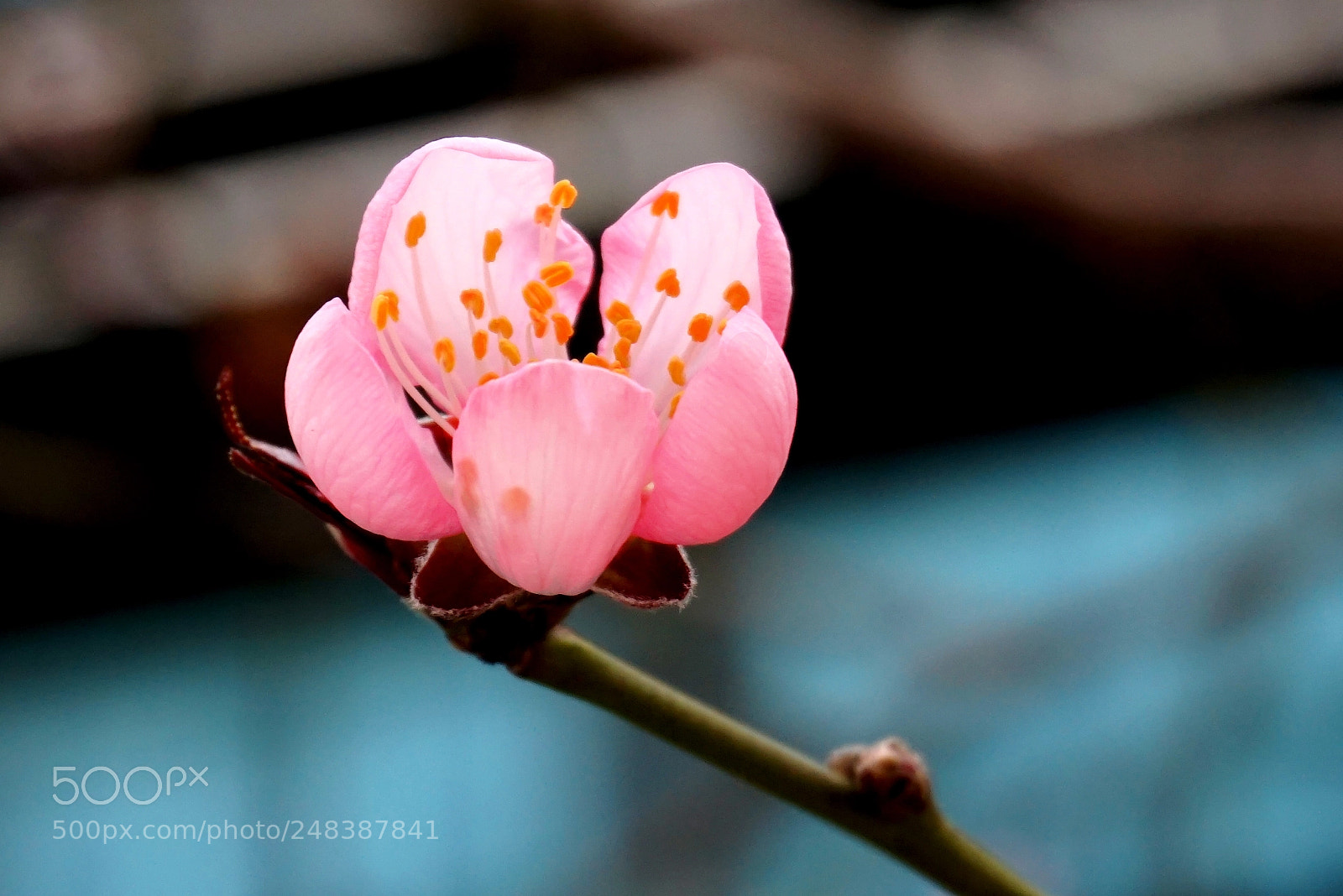 Sony Alpha a5000 (ILCE 5000) sample photo. Spring flower pink? photography