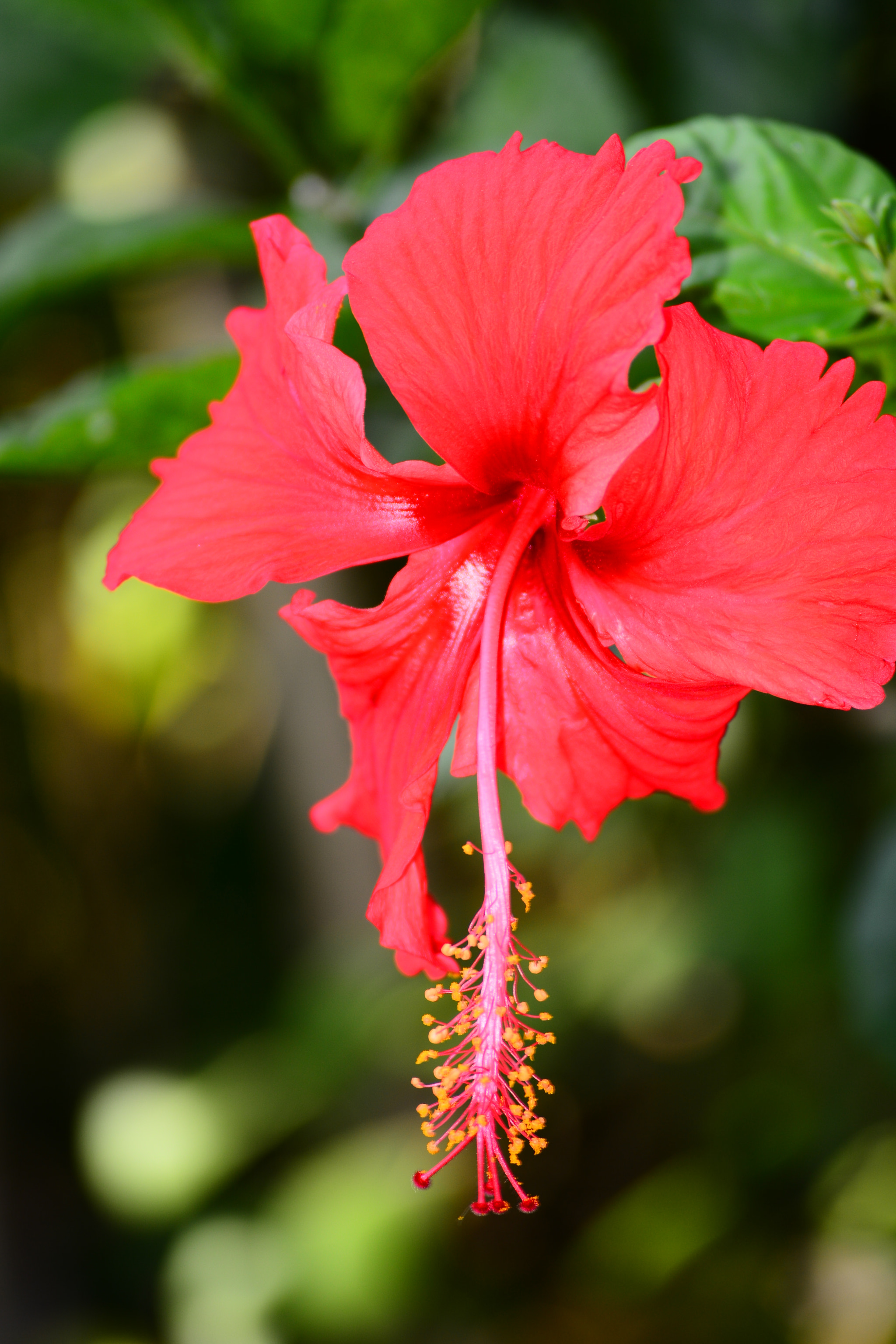 Nikon D5200 sample photo