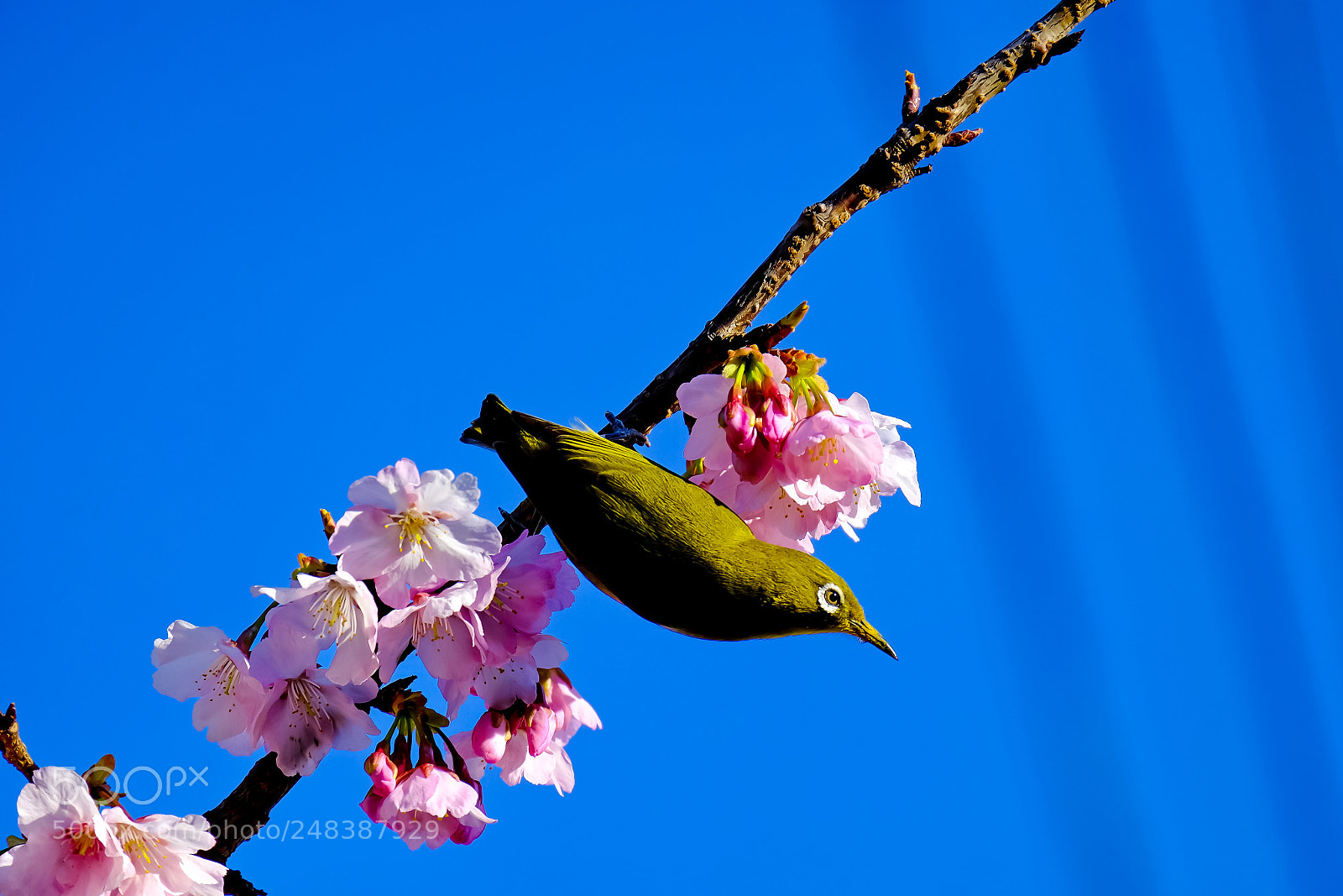 Fujifilm X-T2 sample photo. Bird photography