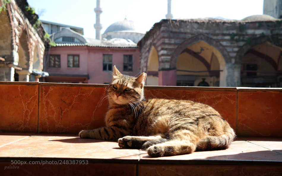 Samsung NX30 sample photo. ... photography