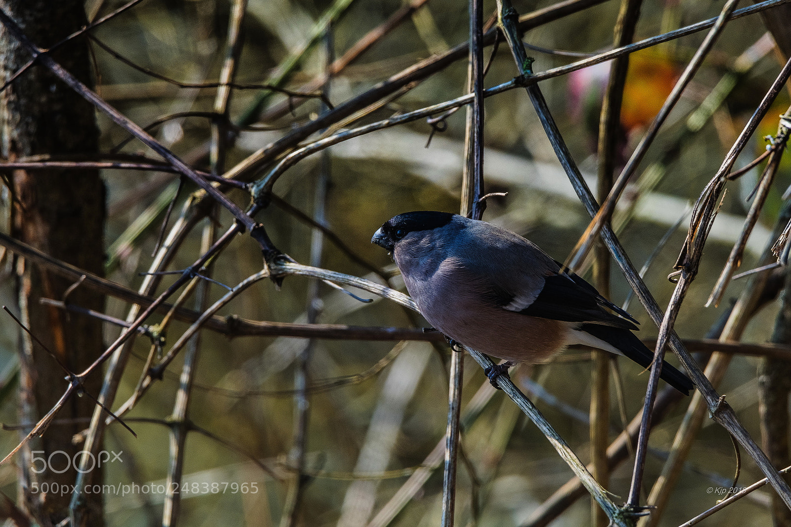 Nikon D850 sample photo. _8a08993_0.jpg photography