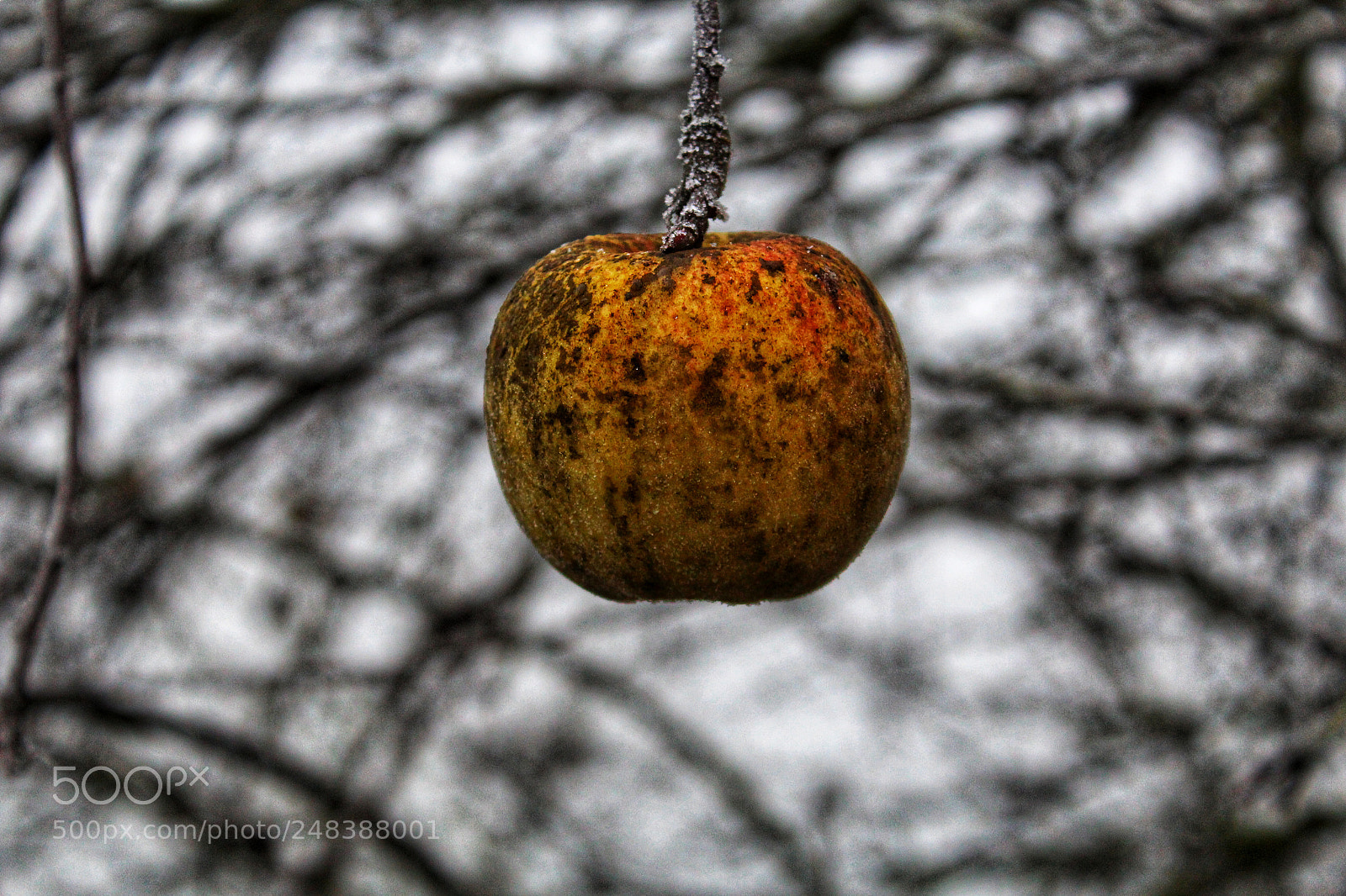 Canon EOS 1200D (EOS Rebel T5 / EOS Kiss X70 / EOS Hi) sample photo. Winterapfel am baum photography