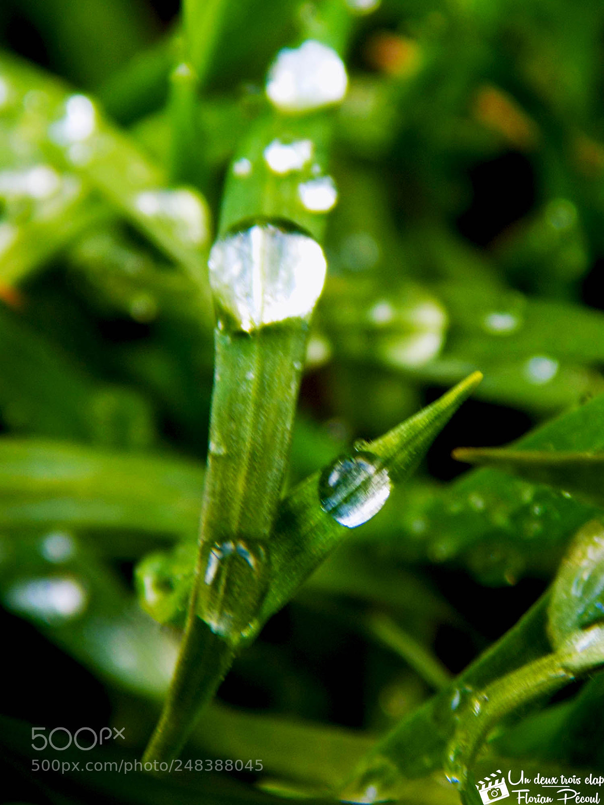 Nikon COOLPIX L330 sample photo. Morning drop photography