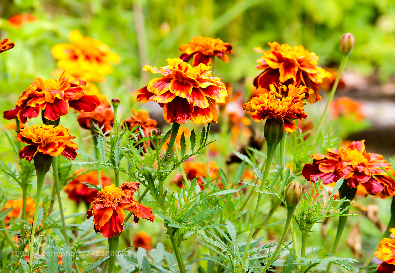 Canon EOS 600D (Rebel EOS T3i / EOS Kiss X5) sample photo. Slice of summer. photography