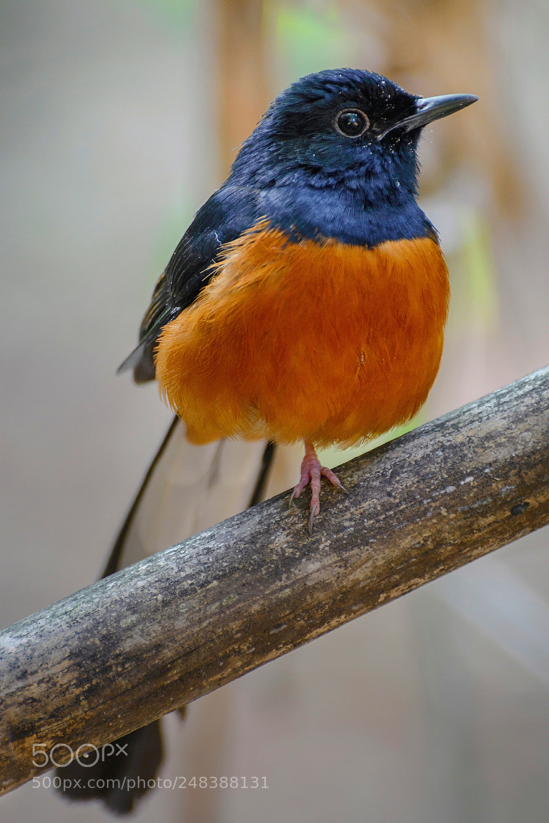 Nikon D7100 sample photo. White-rumped shama stand with photography