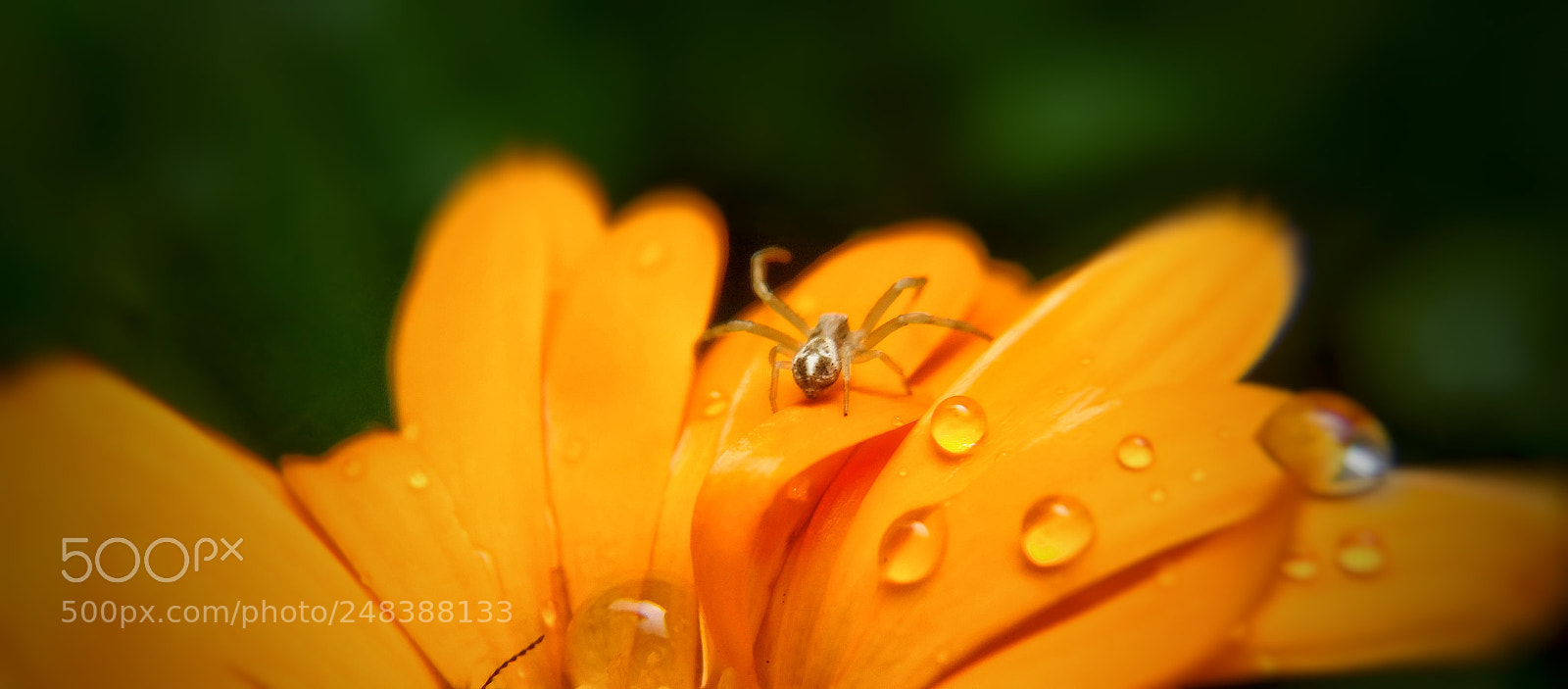 Motorola Moto G (4) sample photo. Spider photography