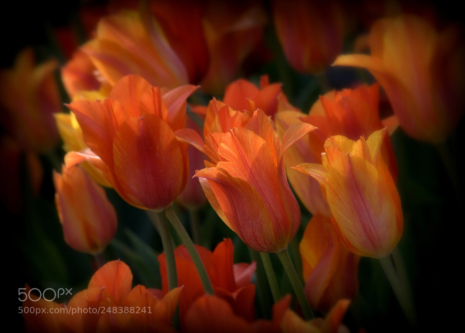 Nikon D3000 sample photo. Tulip fire photography