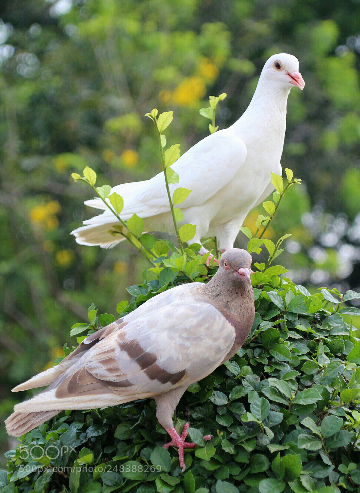 Canon EOS 100D (EOS Rebel SL1 / EOS Kiss X7) sample photo. Husband and wife photography