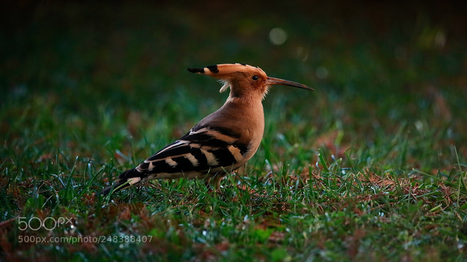 Canon EOS 5DS sample photo. Untitled photography