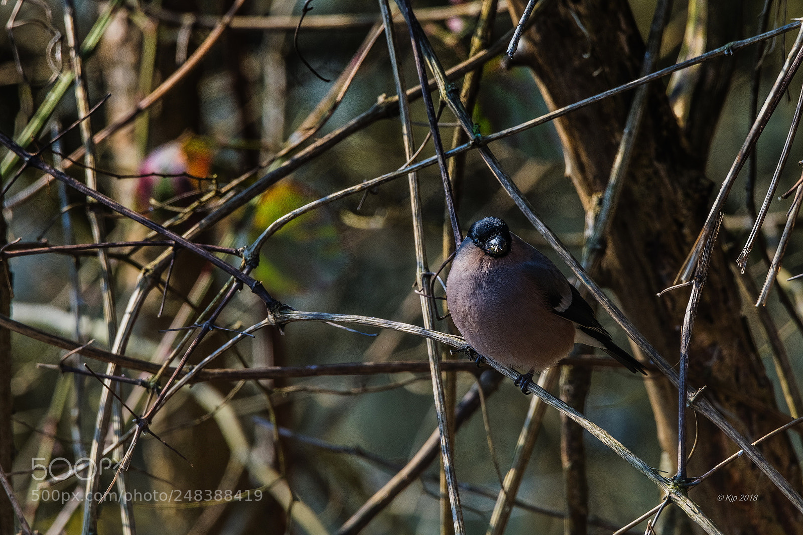 Nikon D850 sample photo. _8a08988_0.jpg photography