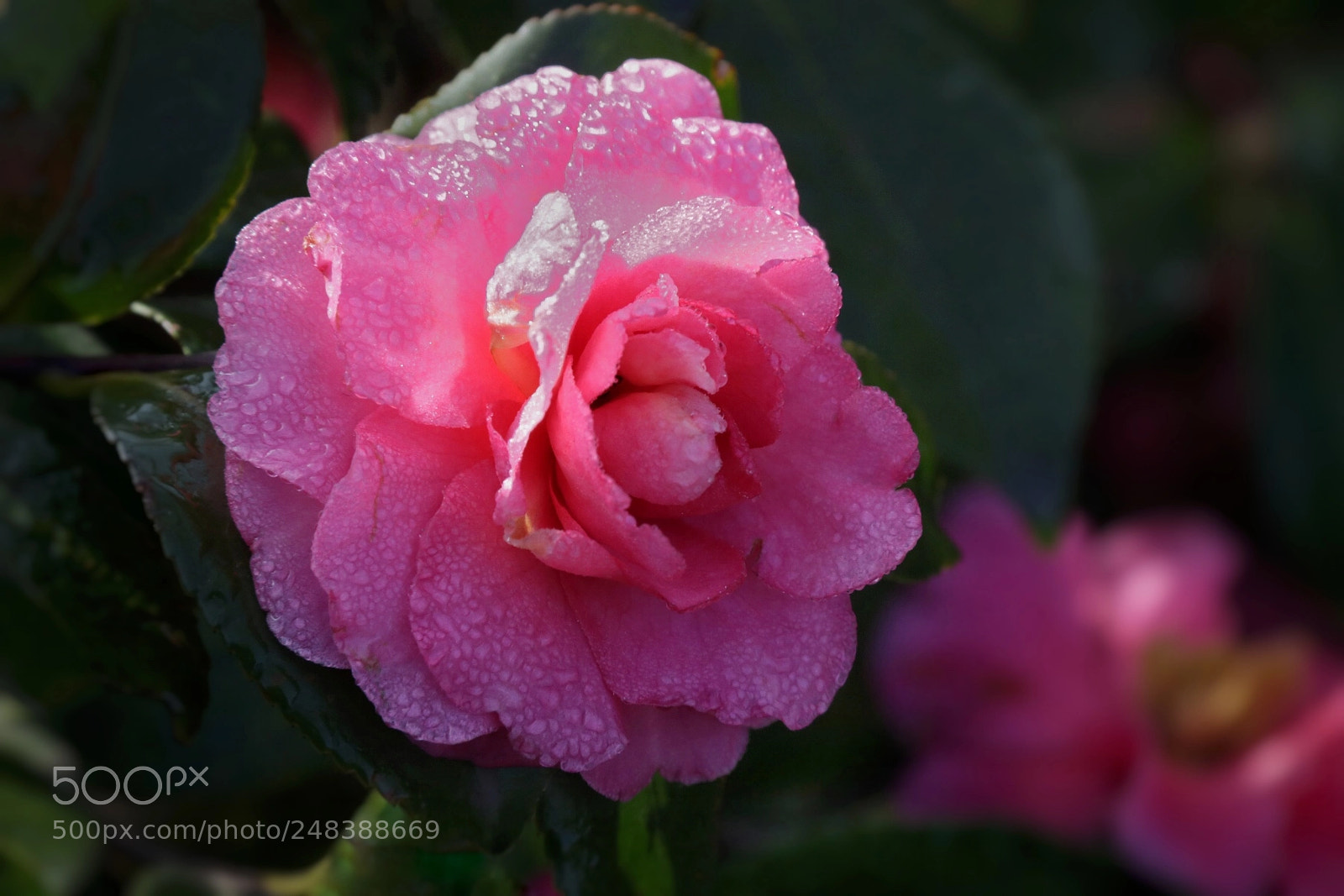 Canon EOS 80D sample photo. Untitled photography