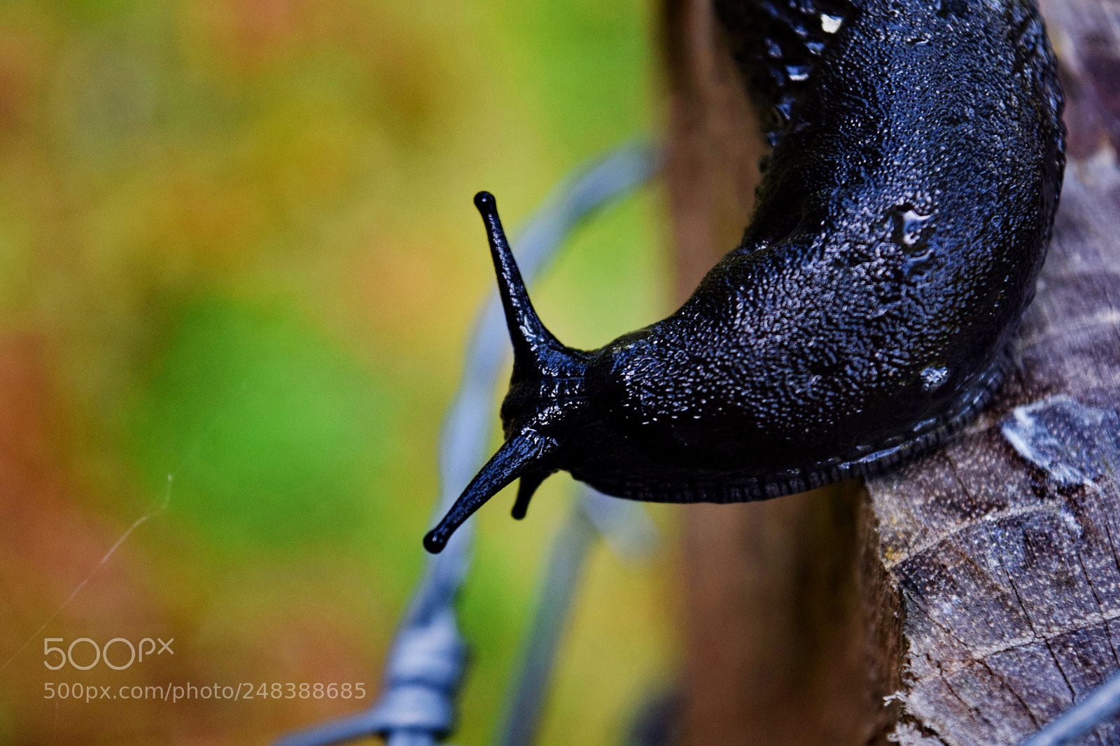 Nikon D5300 sample photo. Deborador de hongos photography